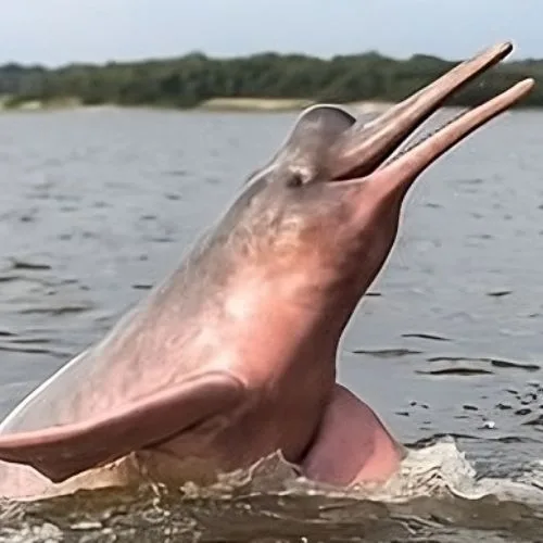 tour todo incluido a los cerros mavecure con ecotrips - www.ecotrips.co - avistamiento de delfines rosados toninas 001